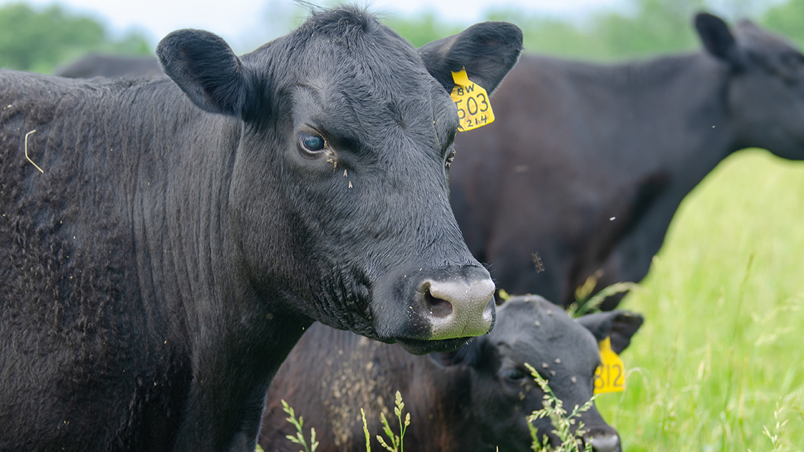 cow-calf with flies on face