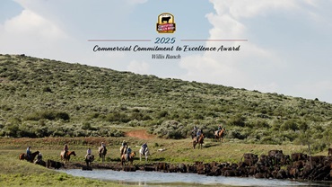 Midway through a three-mile cattle drive, the herd stops for water in a meadow before finishing the uphill climb.