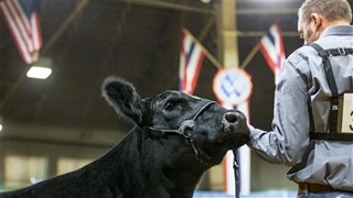 A close-up photo of a male exhibitor and an Angus heifer at the 2024 National Western Stock Show event.