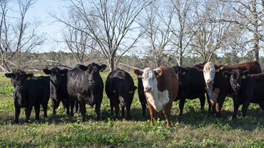 The finishing animals at ACE Beef weren’t harmed by Hurricane Helene, but half of their natural shade was destroyed when the storm destroyed half of an 80-tree grove of mature pecan trees.