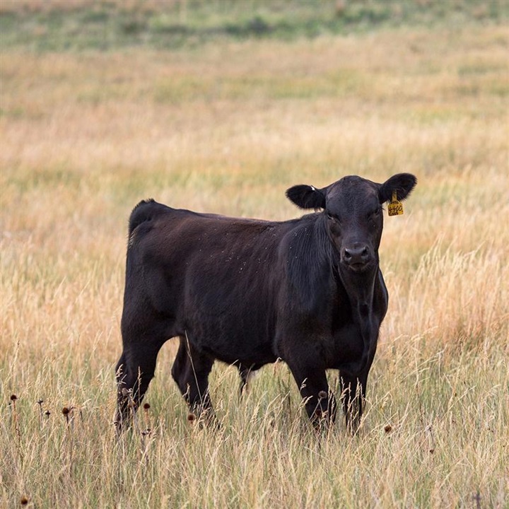 An Angus calf standing in a grassy pasture looking at the camera.