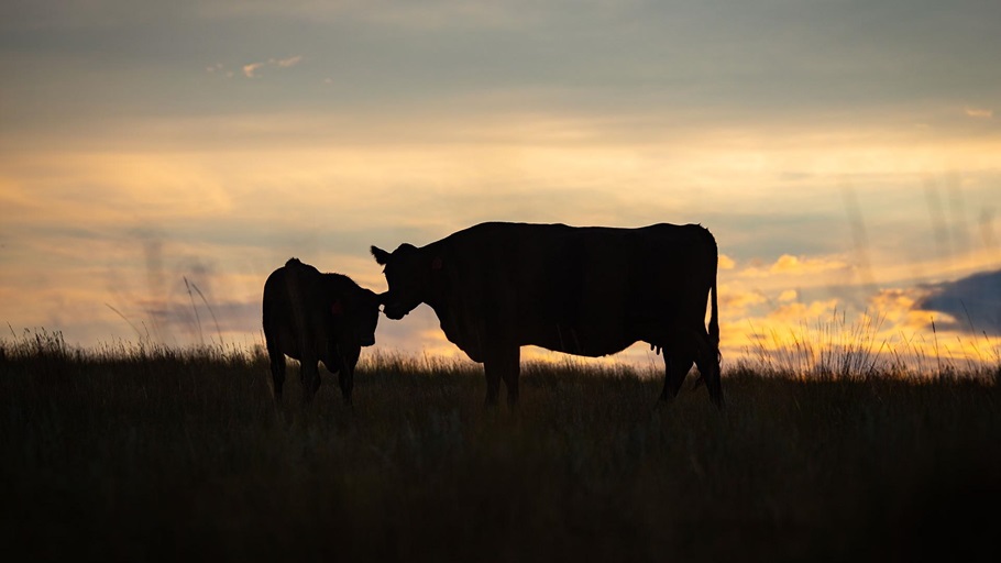 A mother cow and calf together in a pasture at sunset.