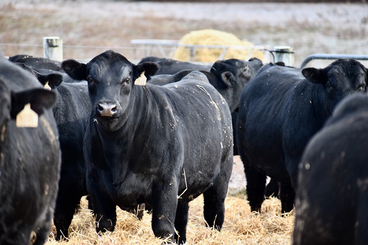 holt-cattle