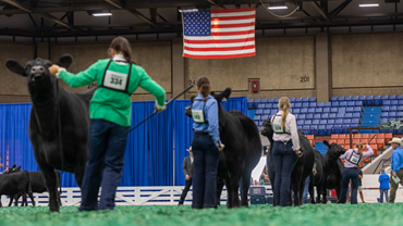 Show ring