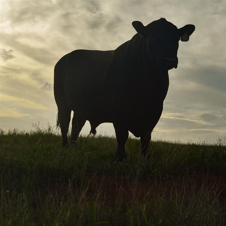 Silhouette of an Angus Bull standing in a pasture at dawn.