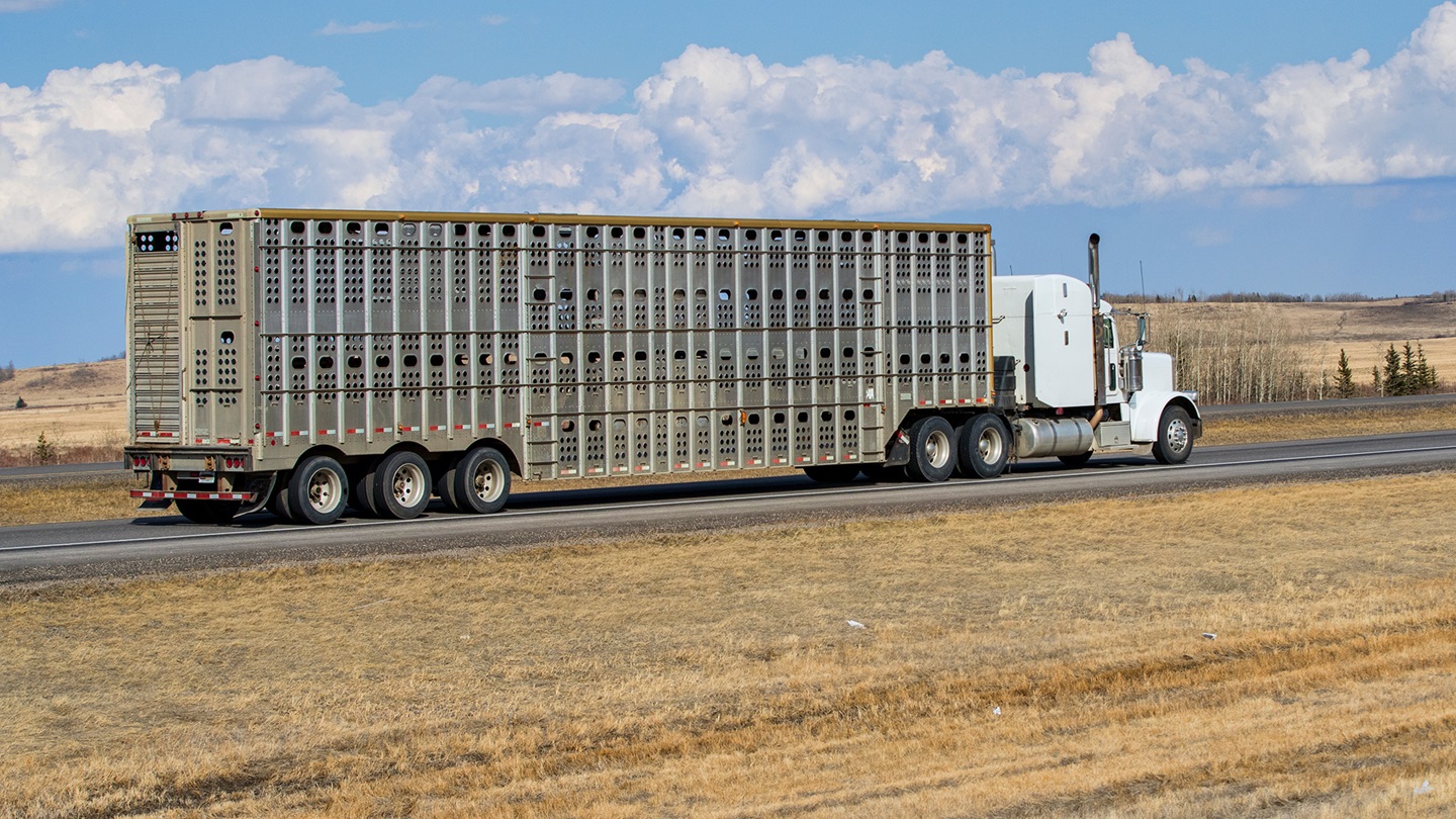 livestock truck