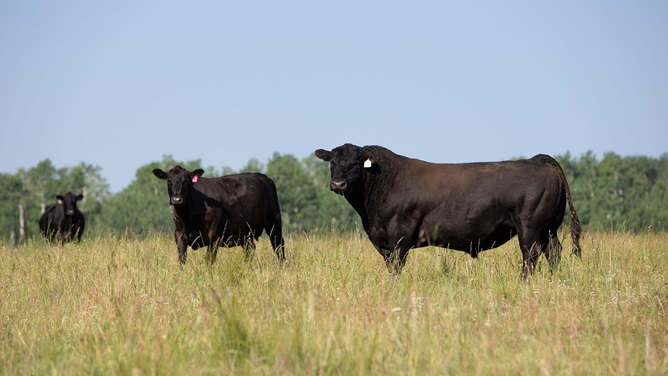 Two Angus herd sires stand in a green pasture.