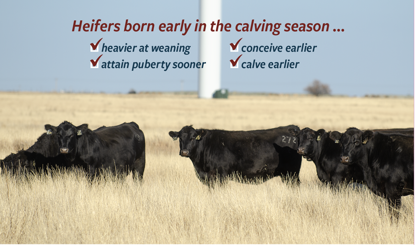 While cow herd longevity is the result of many factors, proper management of replacement females plays a large role in their long-term success. Select earlier-born heifers, and ensure they attain an appropriate weight prior to breeding.