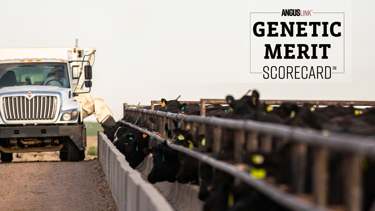 Feed truck feeding cattle in a lot