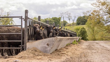 Calves at a feed bunk