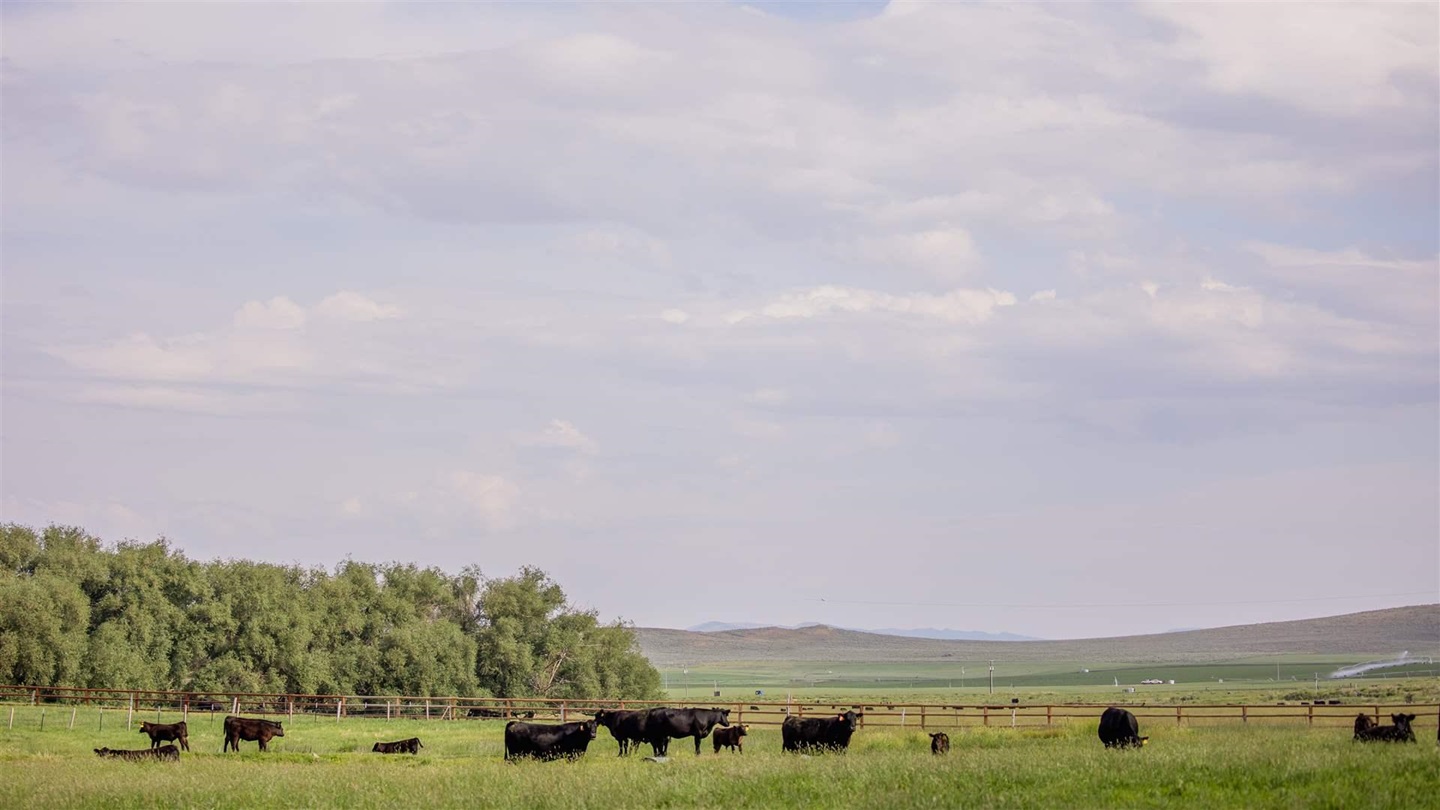 Cattle in the pasture