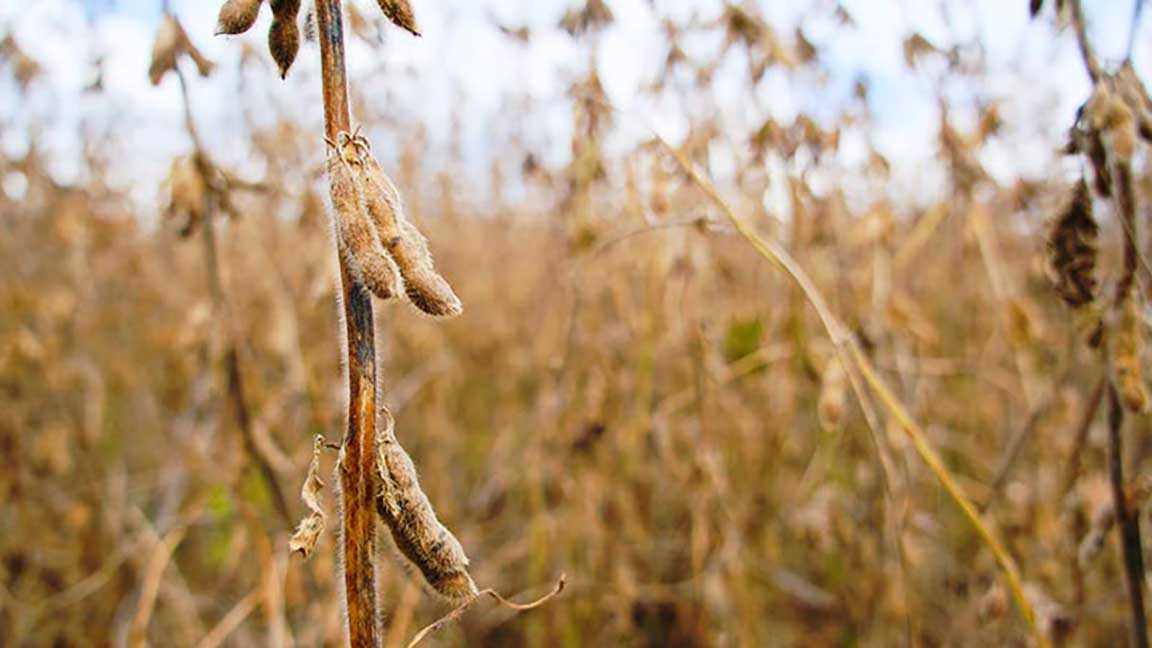 Soybeans