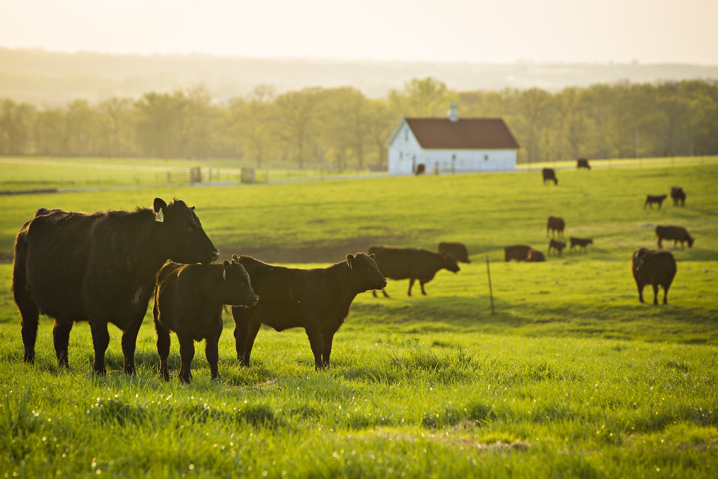 cattle