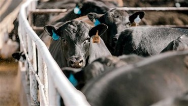 One black Angus steer looking forward while other steers eat at a feed bunk.