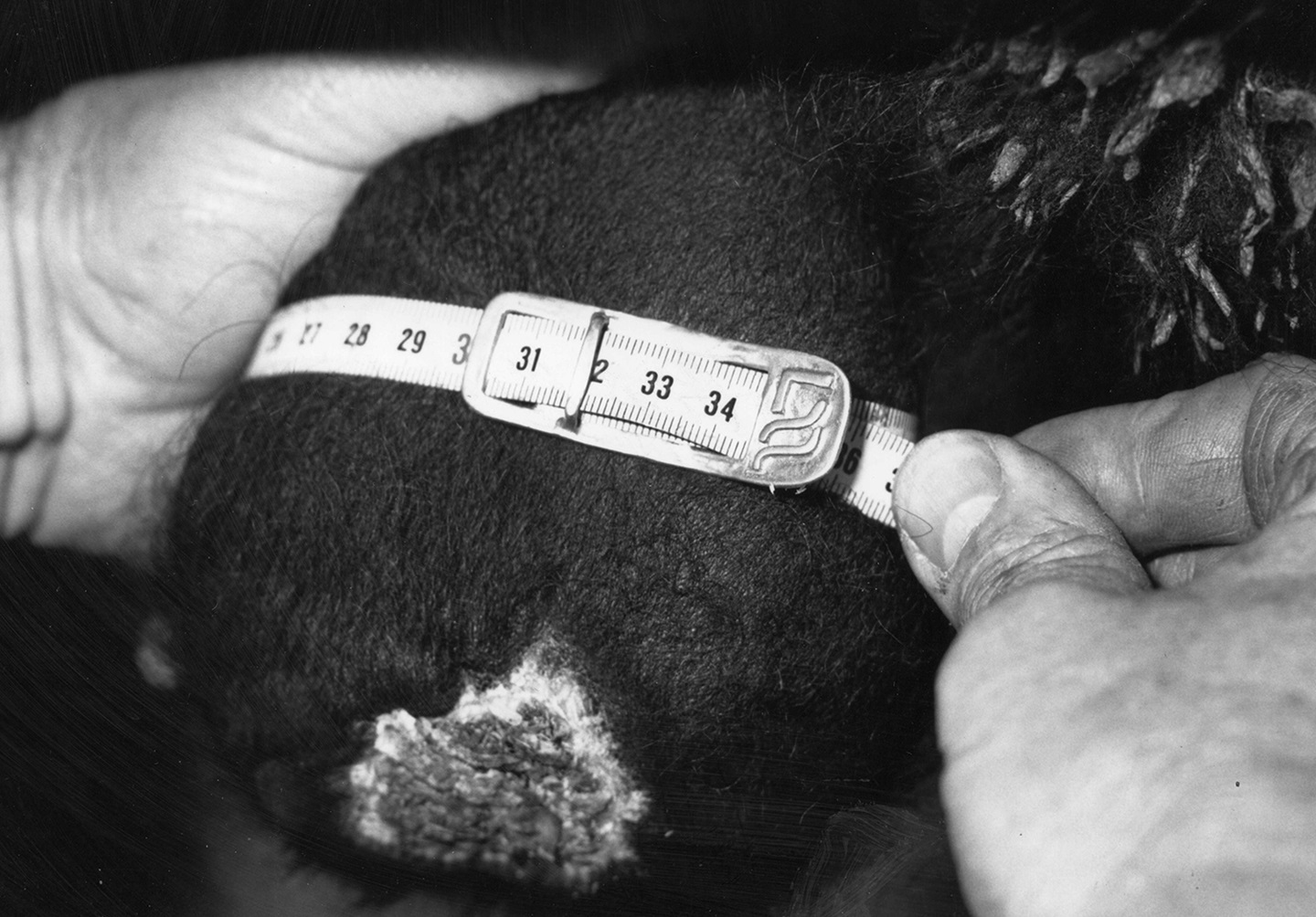 scrotum after frostbite