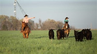 Two young boys on horses pushing Angus cattle through a grass pasture.