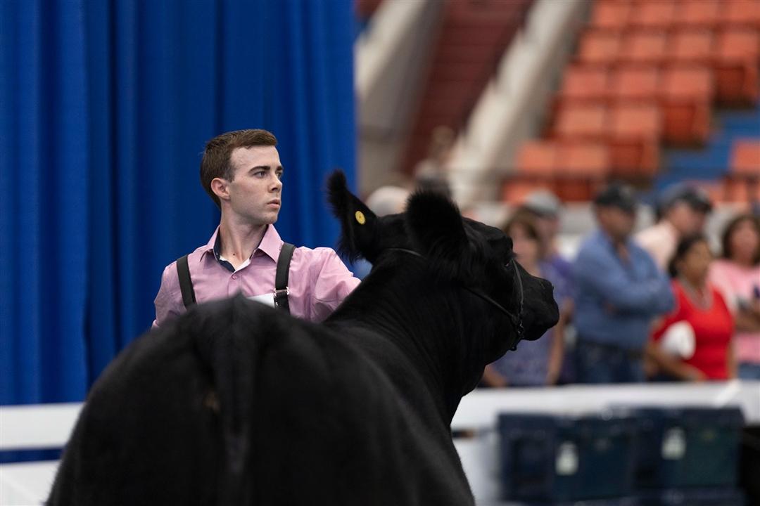 Jackson Corner, Caledonia, ON, Canada, who earned the Minix Stockman Award during his first National Junior Angus Show exhibits his heifer in the owned female show. 