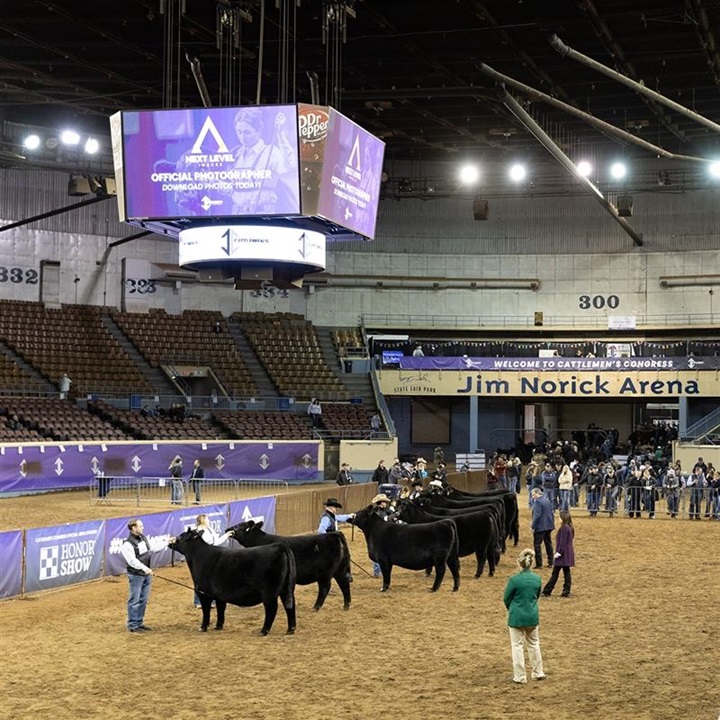 An aerial view of the Open Angus Female show at the 2024 Cattlemen's Congress event.