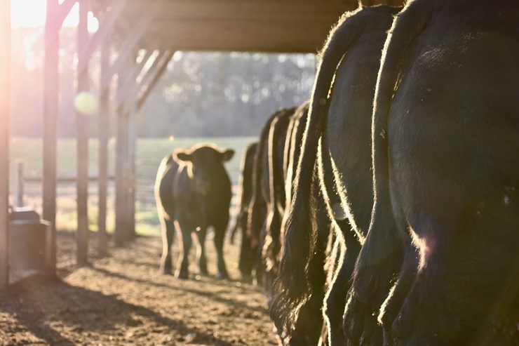 holt-cattle