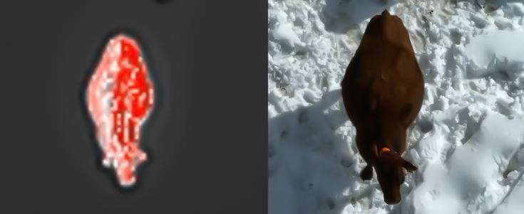 heat image of a cow