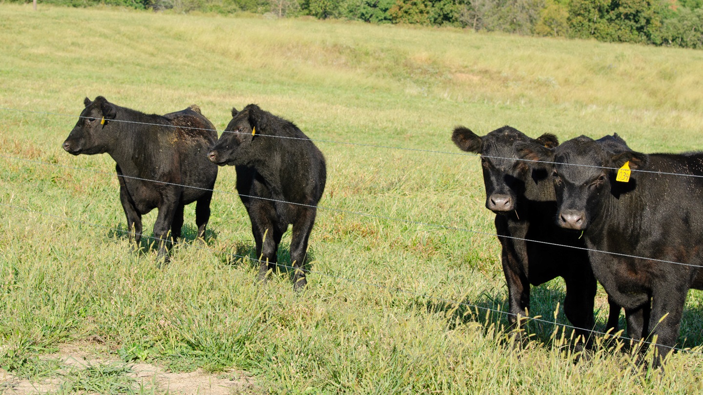 Feeder steers on pasture