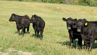 Feeder steers on pasture