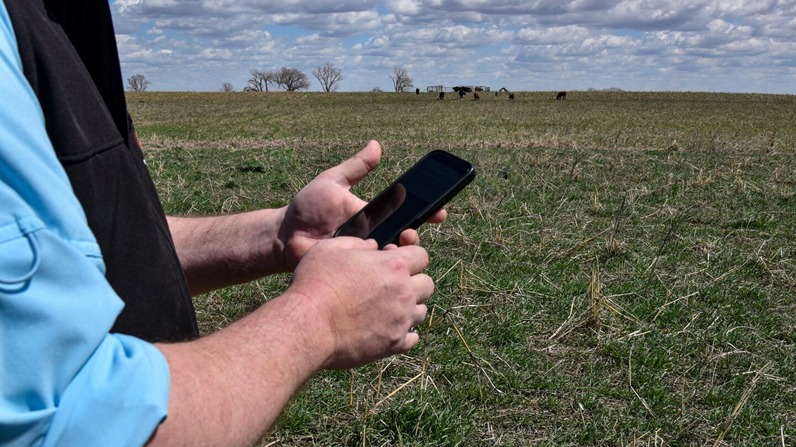 Standing in a cereal rye pasture using a smartphone to capture an image for forage mass estimation. [Photo by Abigale Warm.]