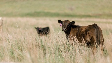 Calf walking through a pasture turning to look back behind themselves.