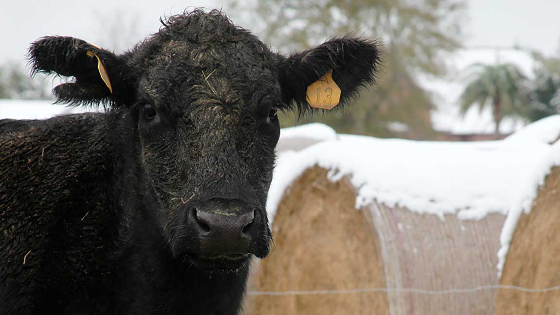 winter bull