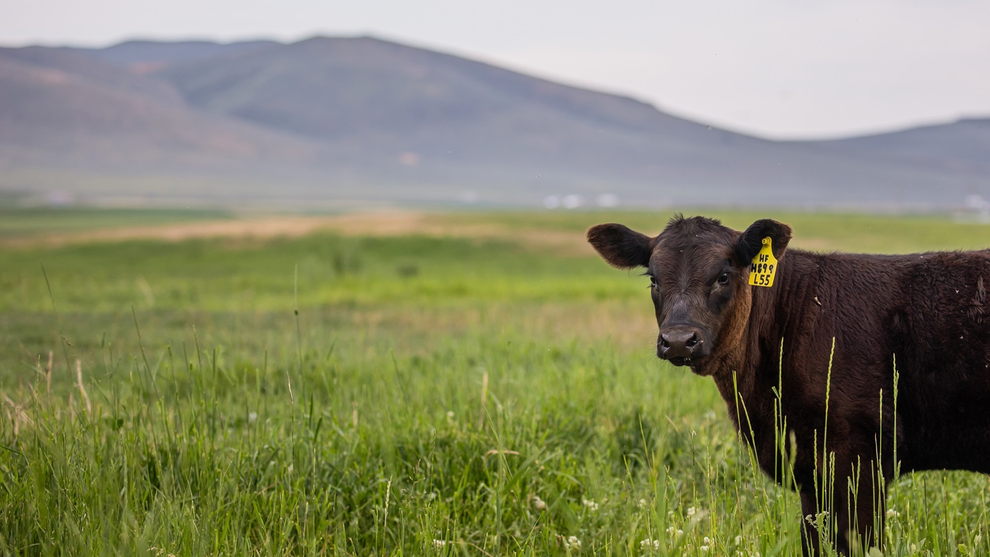 Calf in pasture