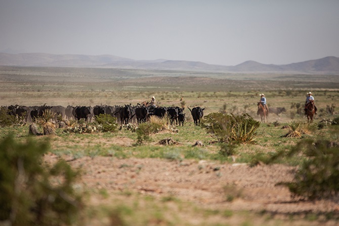 cattle drive in the Texas landscape 
