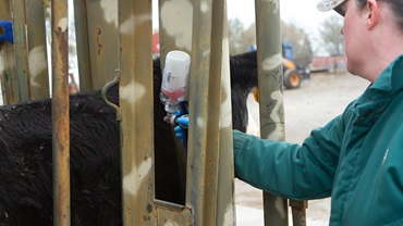 vet giving a shot to a cow