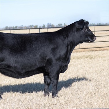 Wilks Rita 4728 to sell as the 2026 Angus Foundation Heifer Package, donated by Wilks Ranch of Eastland, Texas. The sale of the Angus Foundation Heifer Package will take place Friday, January 9, 2026, at the 87th National Angus Bull Sale during Cattlemen’s Congress in Oklahoma City.  