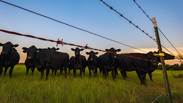 Herd of black Angus cows gathered at the fenceline looking at the camera in a lush pasture during dusk.