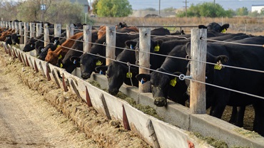 cattle eating