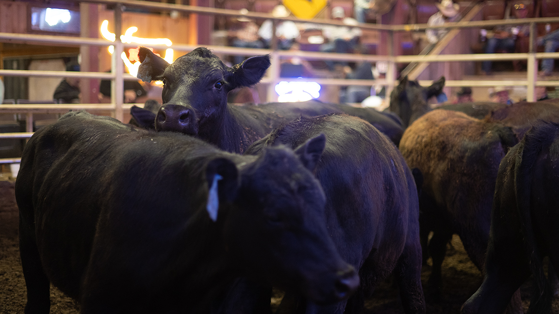  “The market is at an all-time high. We’ve sold probably 1,500 head for over $3,000 apiece at our barn,” says Jeff Slatten, owner of Beaver County Stockyards in Beaver, Okla.