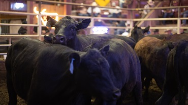  “The market is at an all-time high. We’ve sold probably 1,500 head for over $3,000 apiece at our barn,” says Jeff Slatten, owner of Beaver County Stockyards in Beaver, Okla.