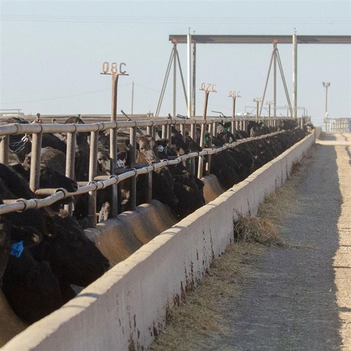 Black Angus cattle lined up eating at a long feed trough at a feeder facility