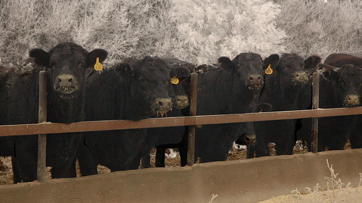 Cattle at a bunk