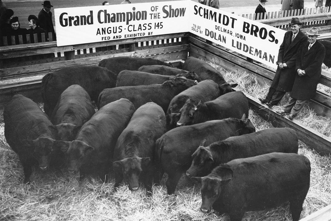 Grand champion carload lot at a livestock exhibition in 1941.