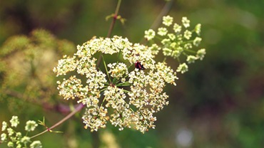 Poison hemlock. John D. Byrd, Mississippi State University, Bugwood.org. Shared under a Creative Commons Attribution 3.0 license.