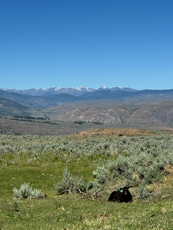 cow landscape