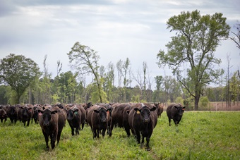 Group of Angus cattle walking through a green field lined with trees.