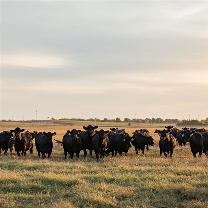 A large group of Angus cattle standing in a grassy pasture at sunset.