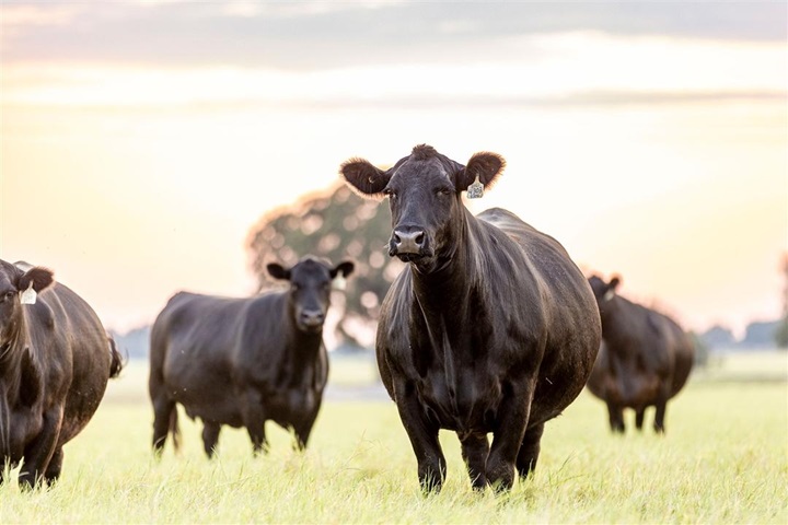 Four Angus females walk forward in a pasture at sundown with heads tall.
