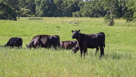Angus cattle grazing on green pasture.