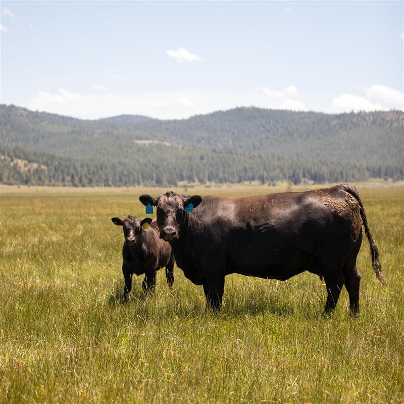 A cow-calf pair in a grassy pasture