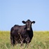 A single, Angus herd female standing strong in a green pasture.