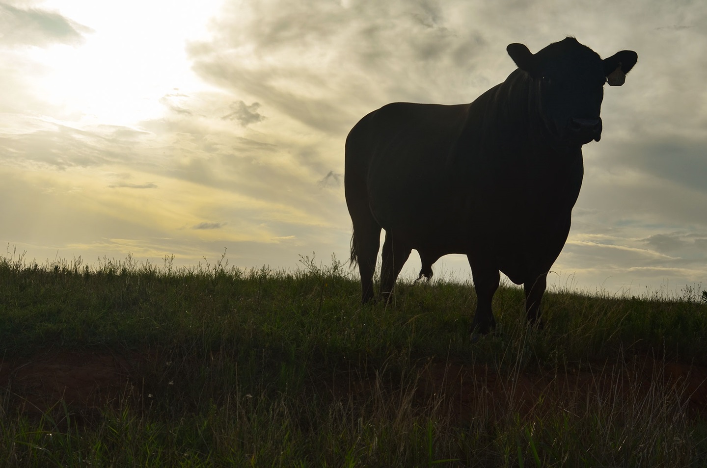 Silhouette of an Angus Bull standing in a pasture at dawn.
