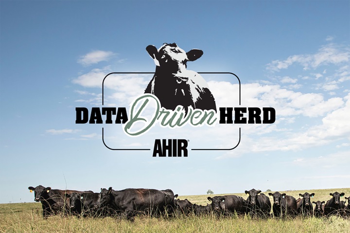 A pasture filled with black Angus cattle grazing underneath an open sky.